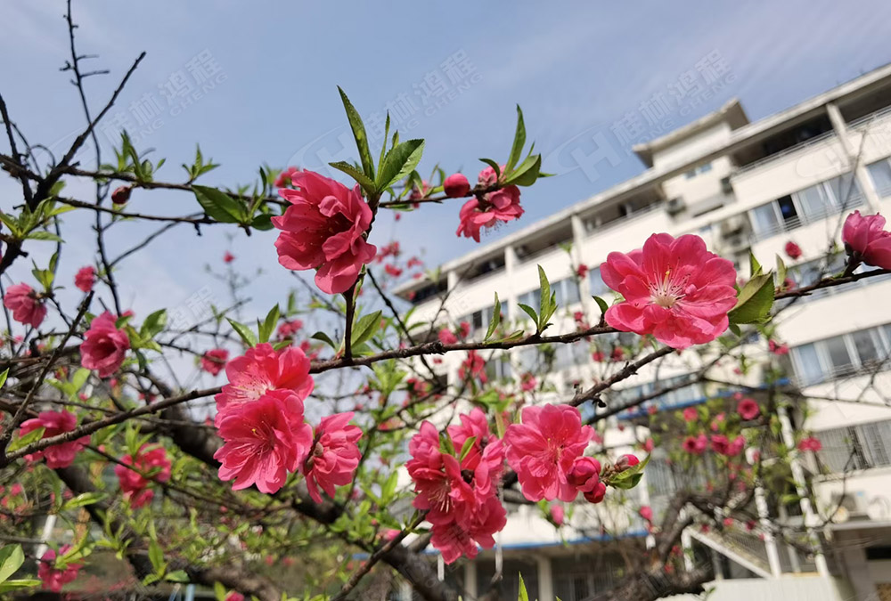 桂林鴻程花團(tuán)錦簇，滿園春色，邀您一起共賞春景，共商大計(jì)！